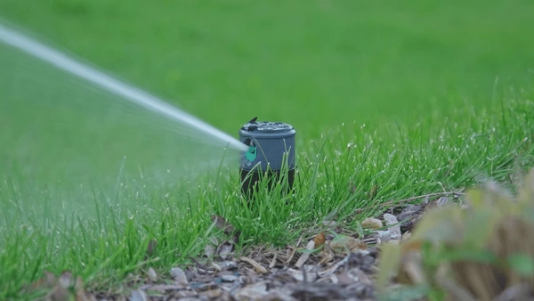 When & How to Prune Your Trees for Maximum Growth