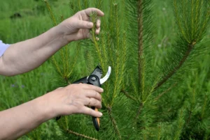 Artificial Turf Installation